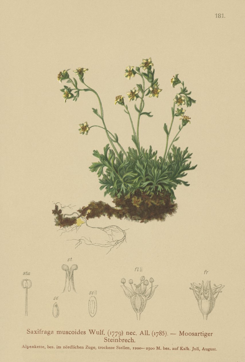 Saxifrage mousseuse - German School