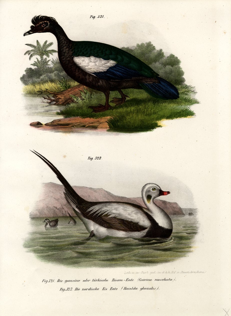 Canard musqué, 1864 - German School