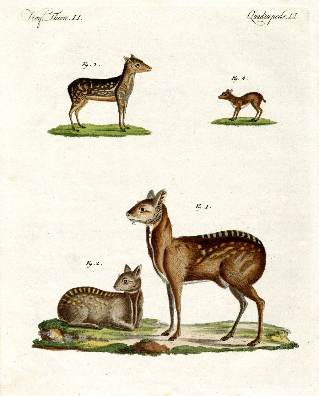 Animaux musqués - German School
