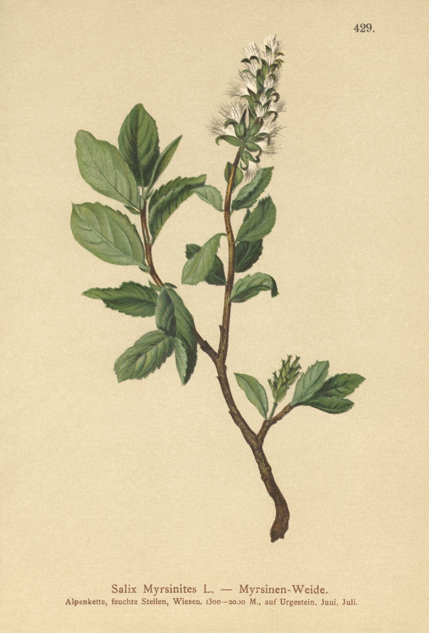 Saule myrtille (Salix Myrsinites) - German School