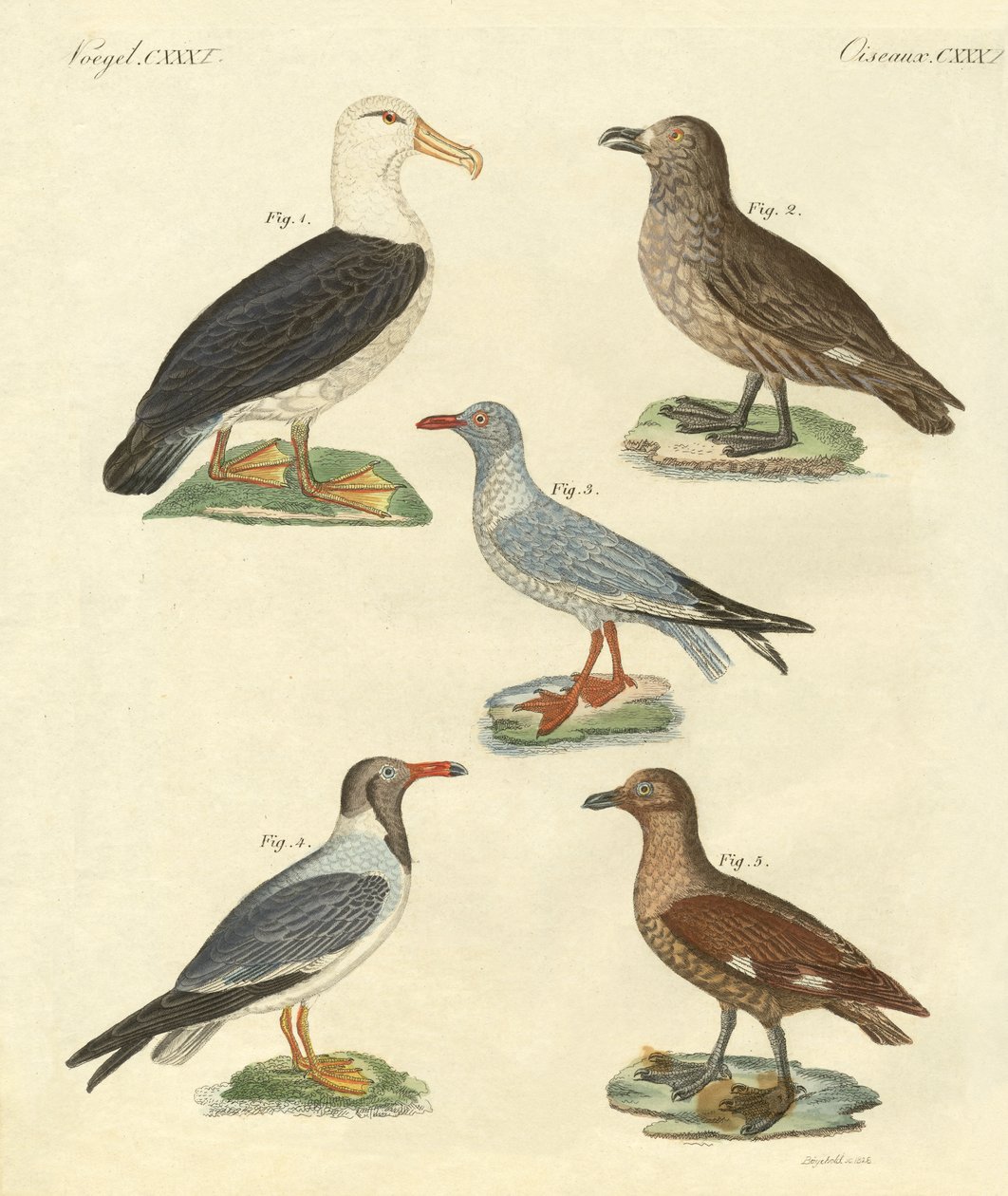 Nouveaux oiseaux - German School