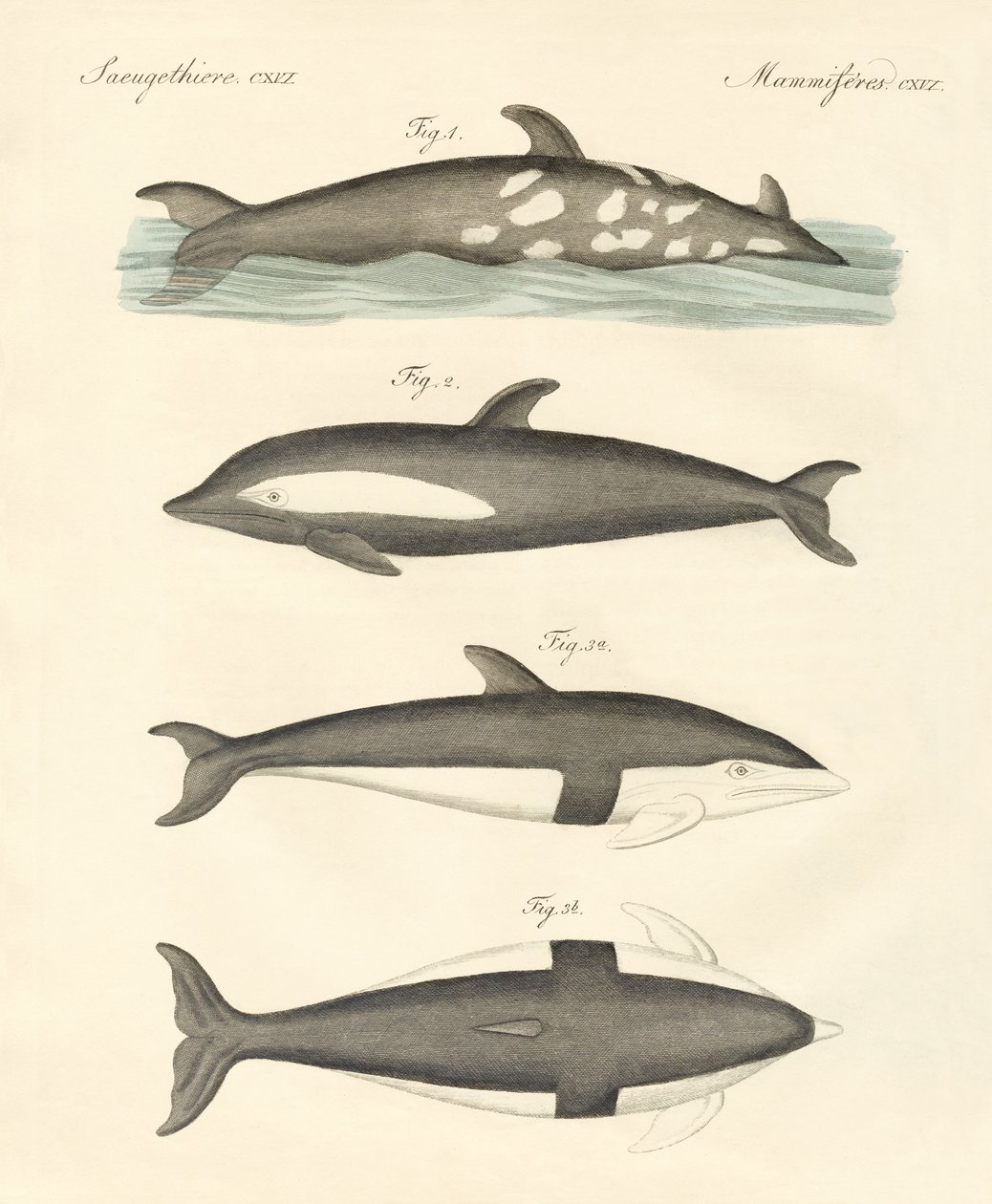 Nouveaux dauphins - German School