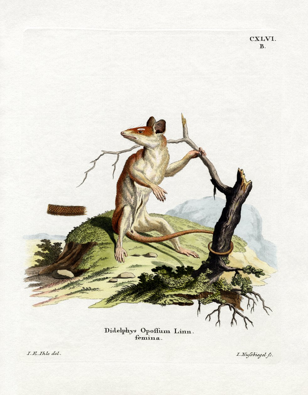 Opossum d