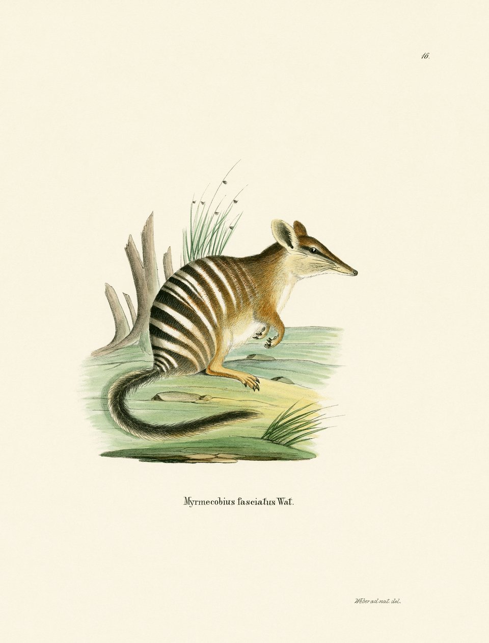 Numbat - German School