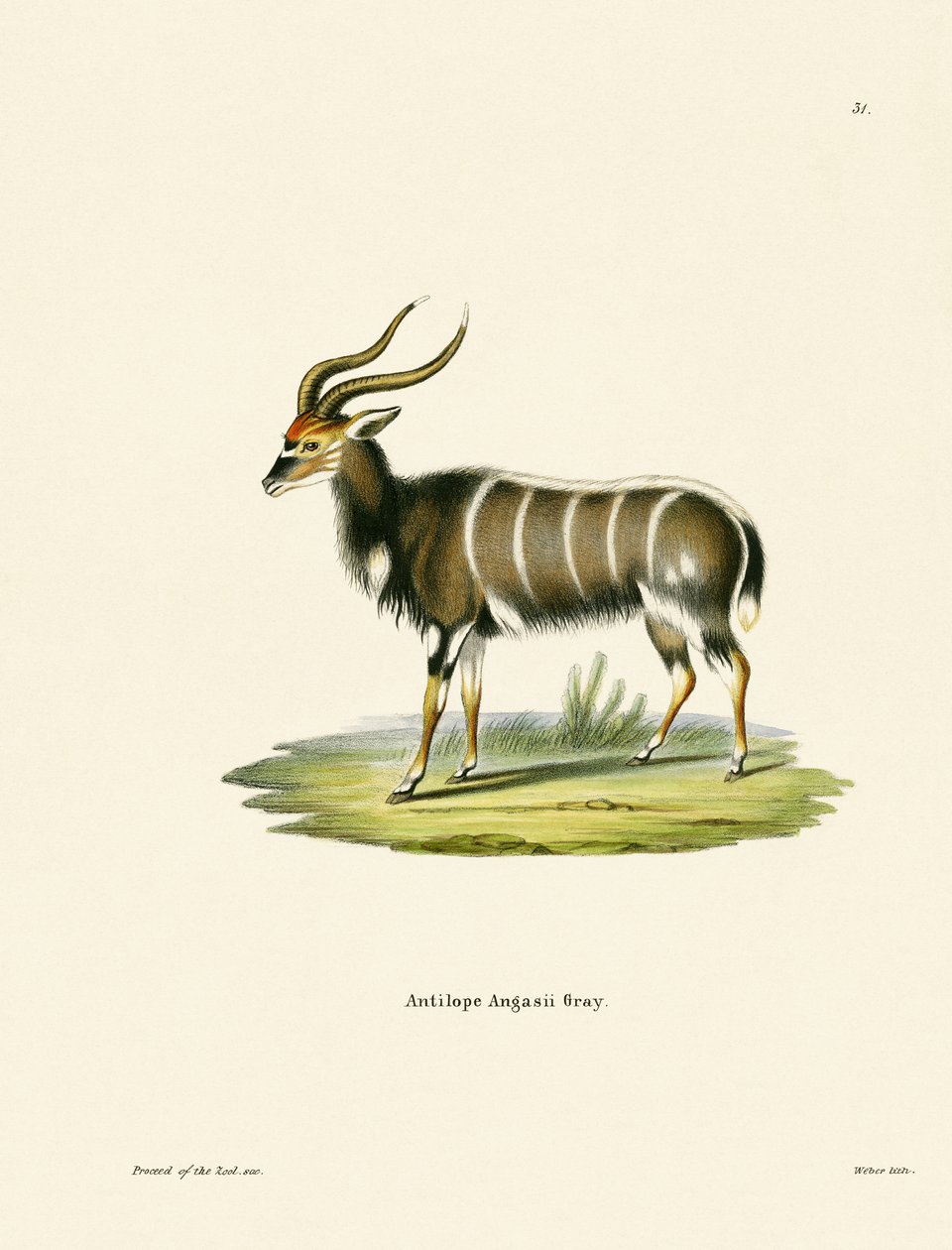 Nyala - German School