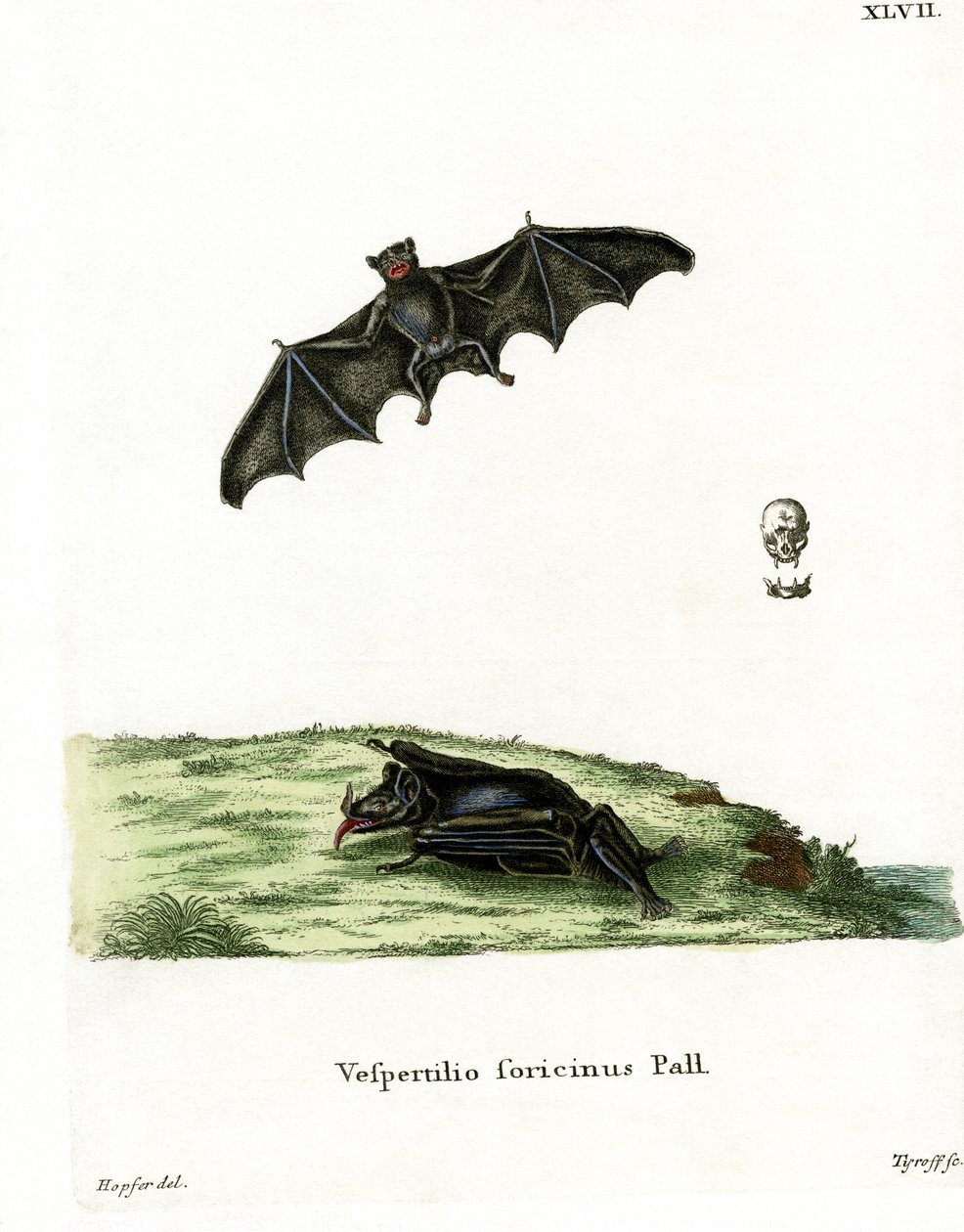 Chauve-souris à longue langue de Pallas - German School