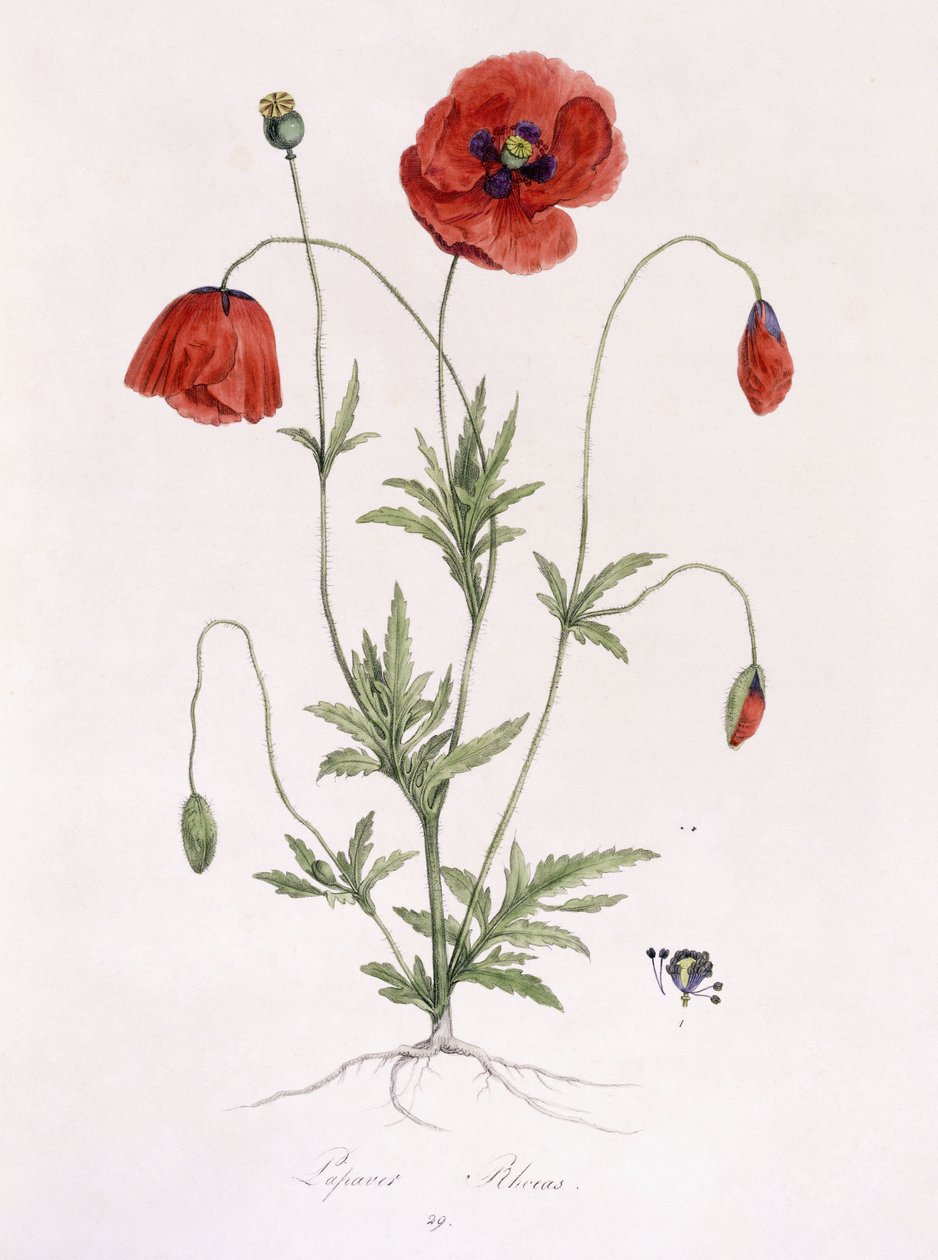 Papaver Rhoeas - German School