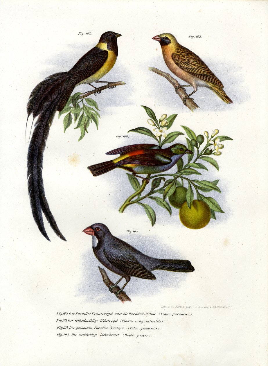 Veuve de paradis, 1864 - German School