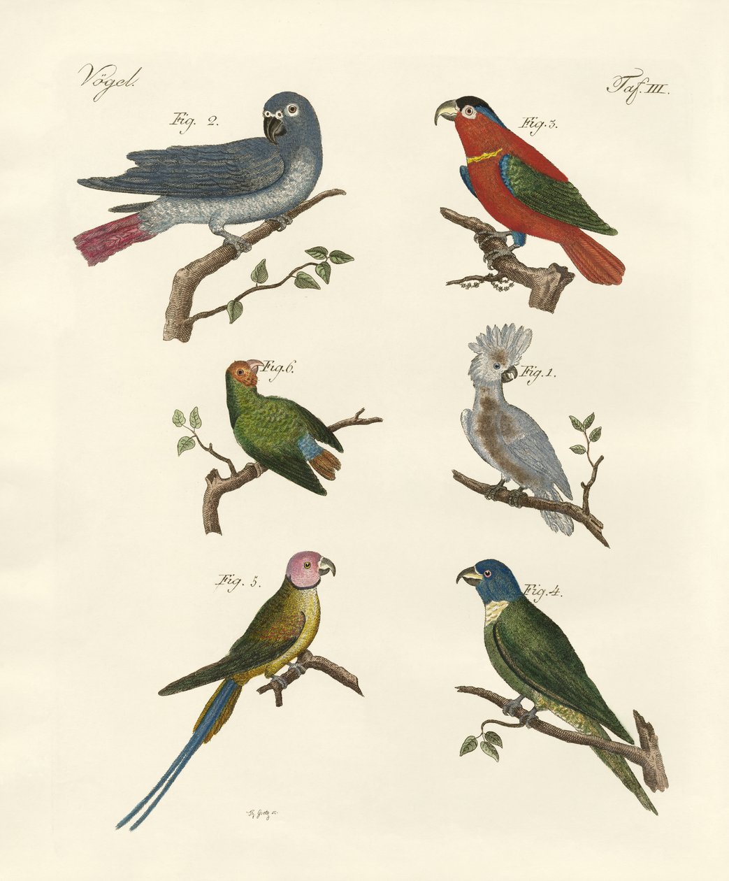 Perroquets de l