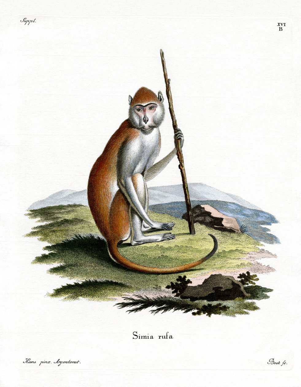 Singe patas - German School