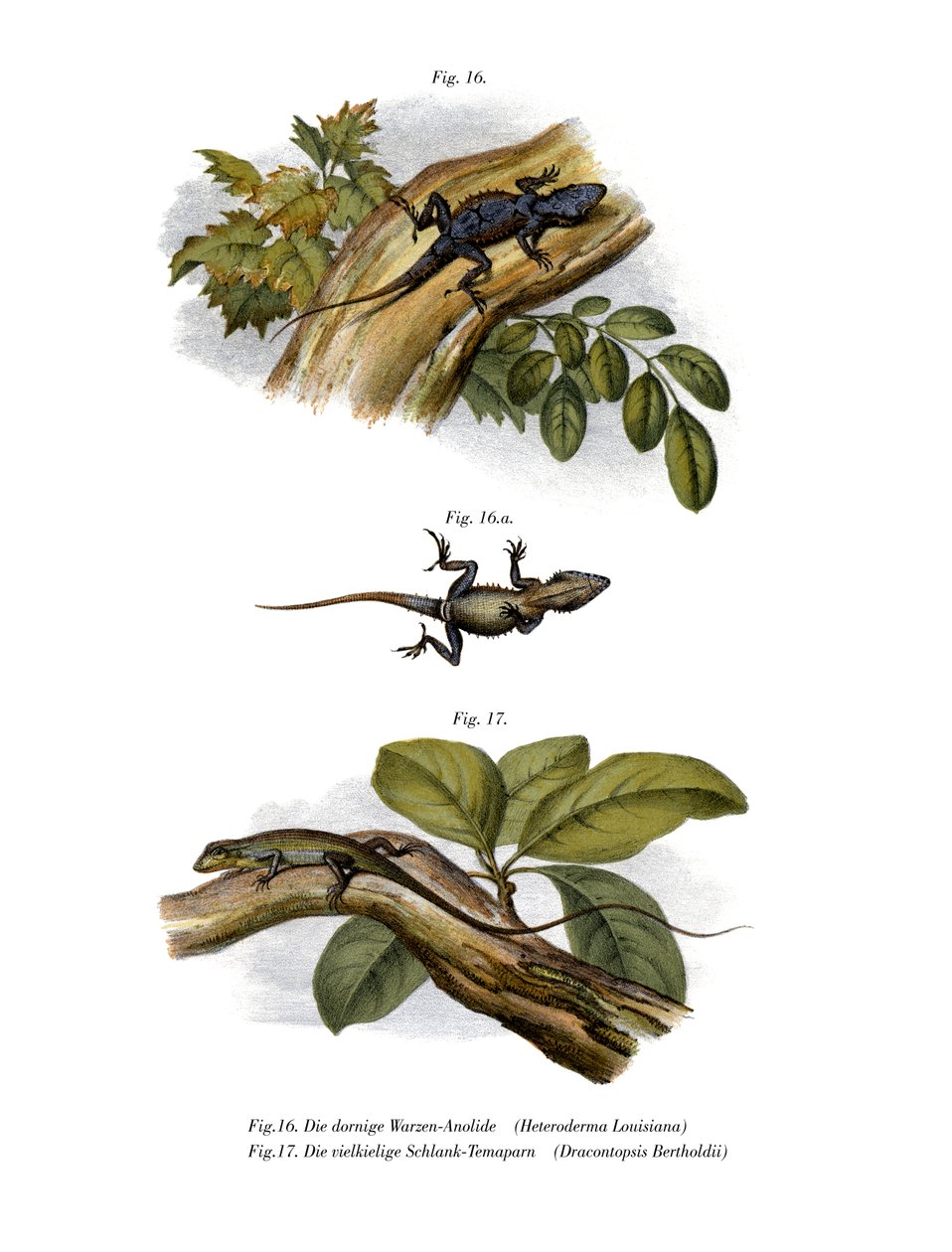 Anole pêche - German School