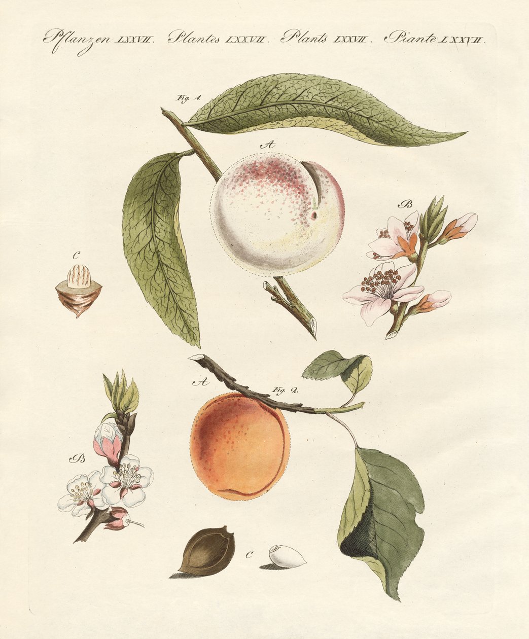 Pêches et abricots - German School