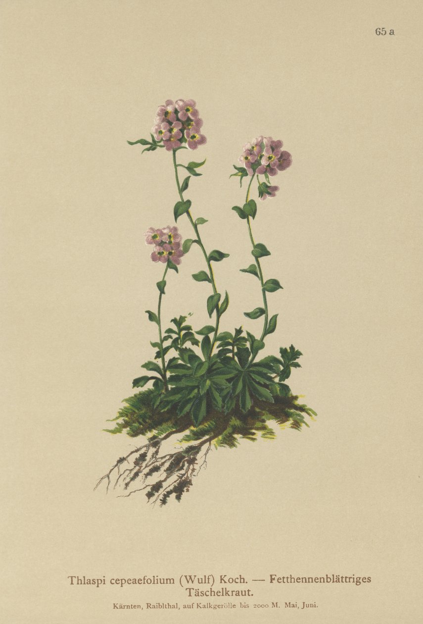 Tabouret (Thlaspi cepeaefolium) - German School