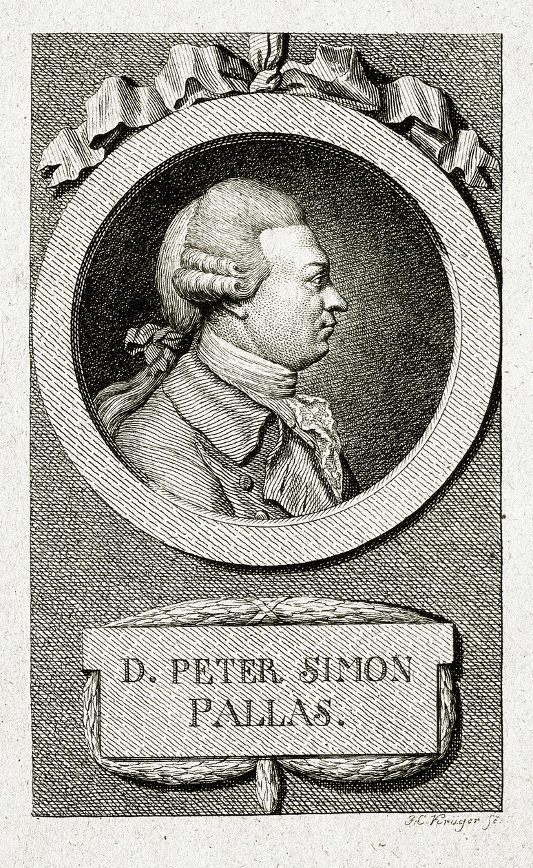 Peter Simon Pallas (1741 – 1811) - German School