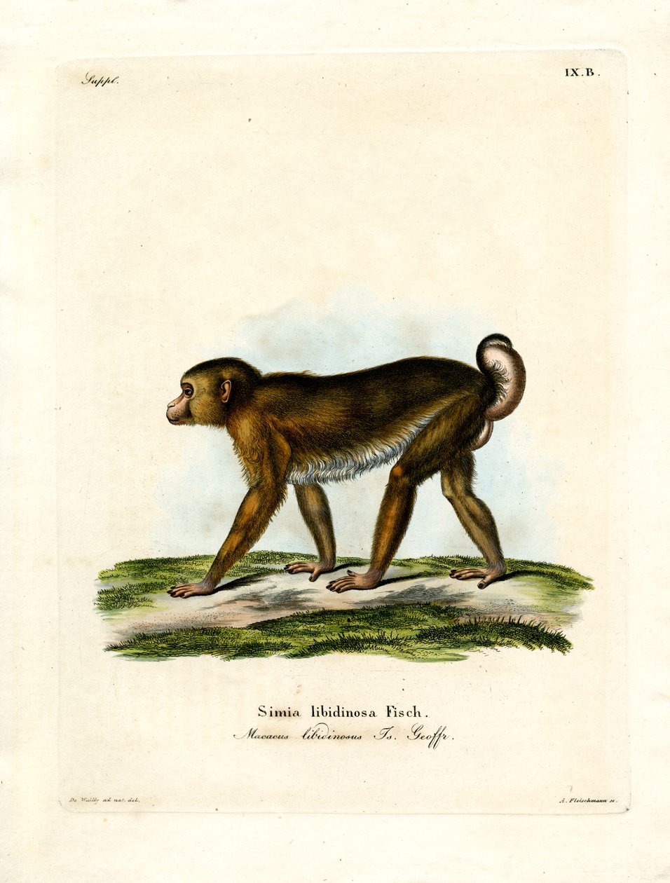 Macaque à queue de cochon - German School