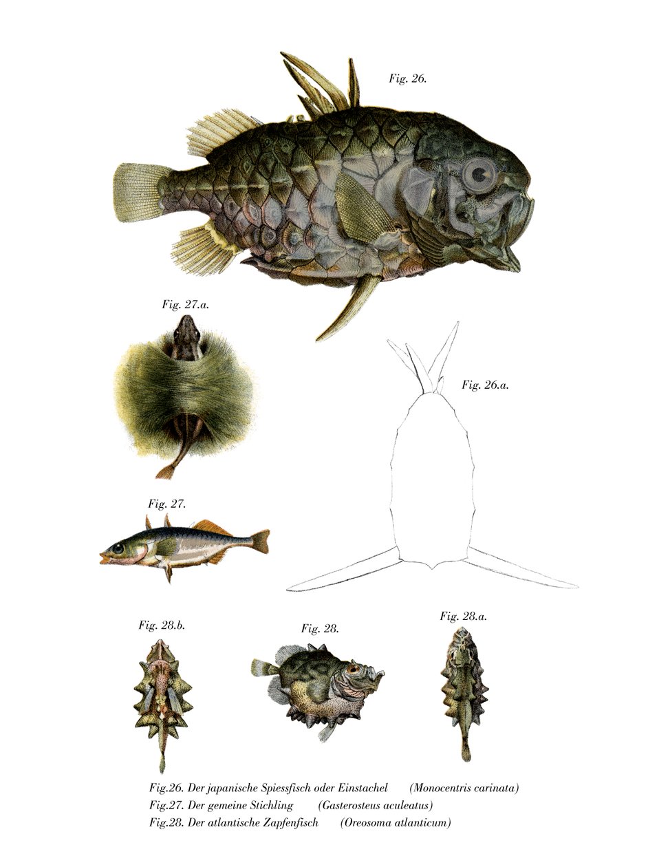 Poisson-ananas - German School