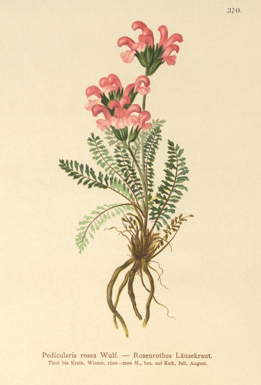 Pédiculaire rose - German School