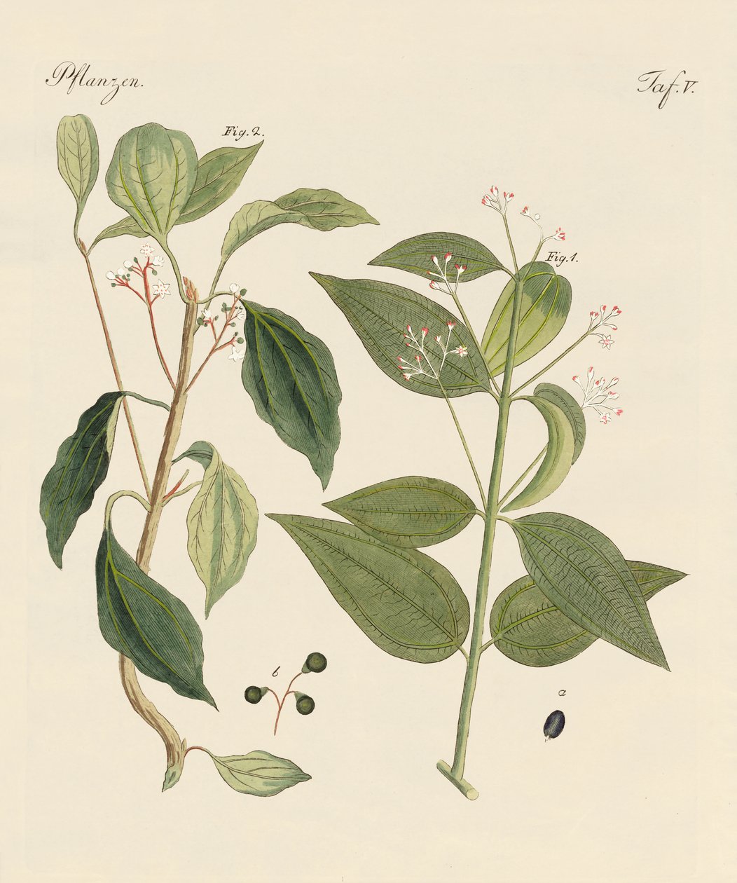 Plantes des pays chauds - German School