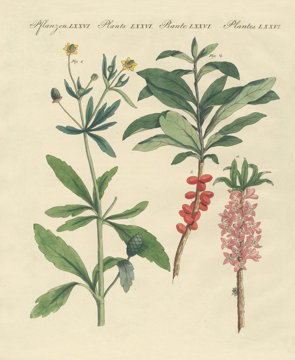 Plantes toxiques allemandes - German School