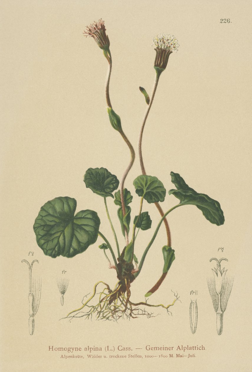 Tussilage pourpre (Homogyne alpina) - German School
