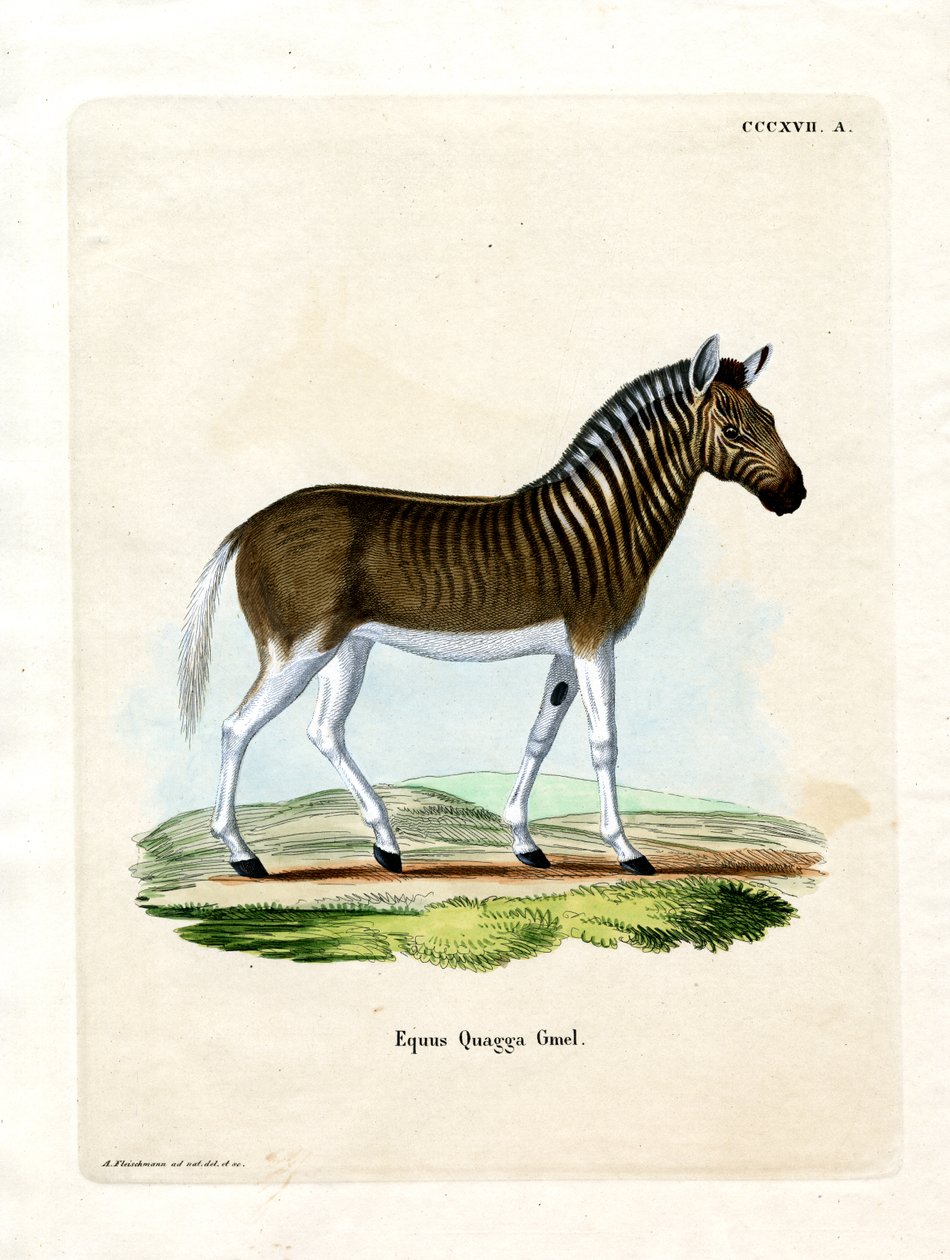 Quagga - German School