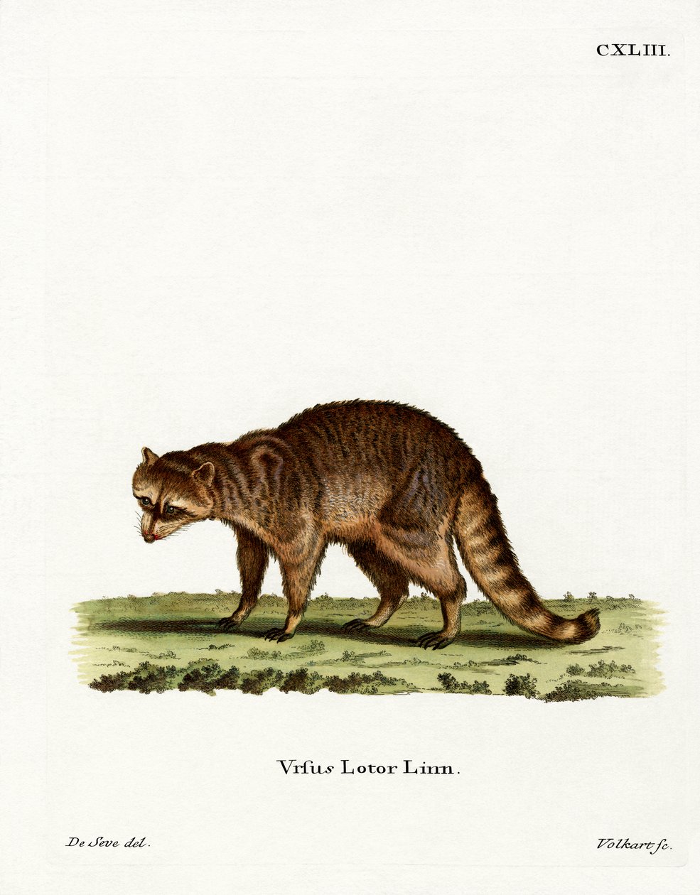 Raton laveur - German School