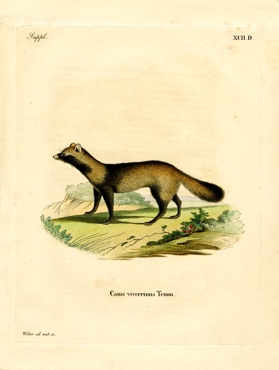 Chien viverrin - German School