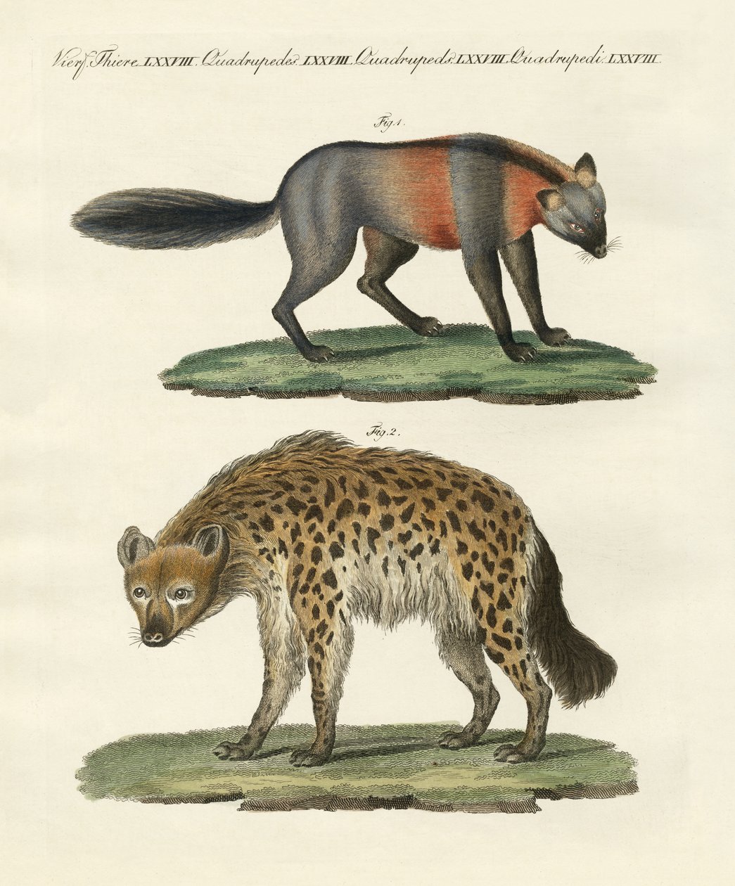 Animaux quadrupèdes rares - German School