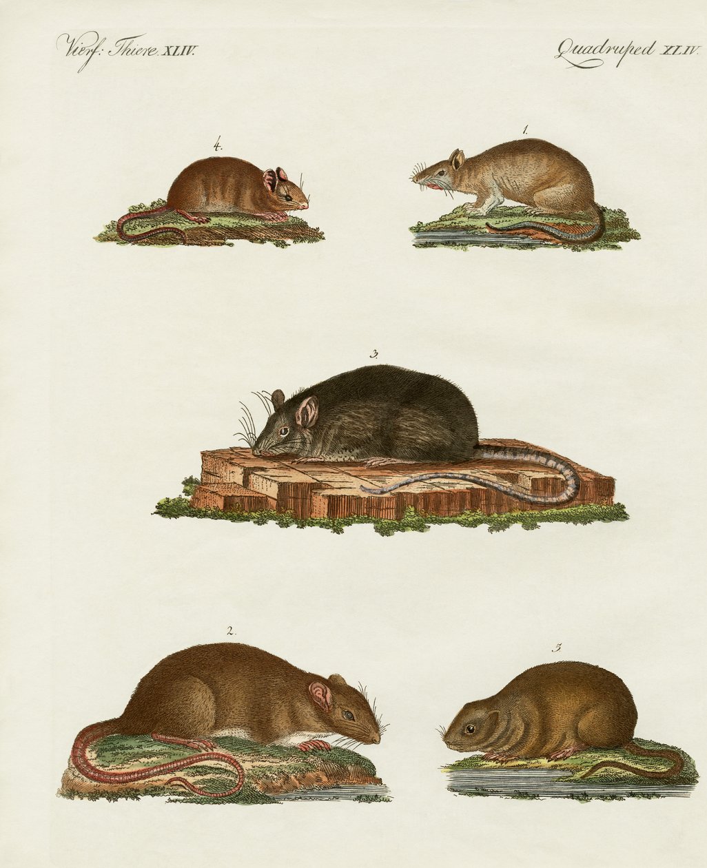 Rats et souris - German School
