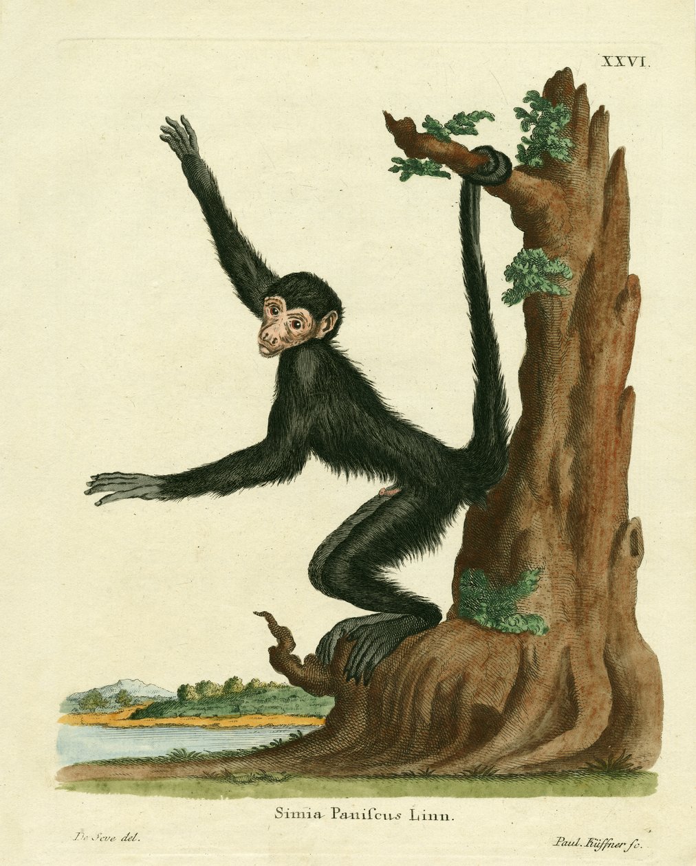 Singe-araignée à face rouge - German School