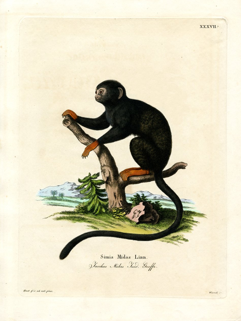 Tamarin à mains rouges - German School