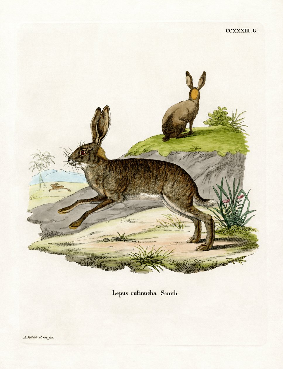 Lièvre des buissons à cou roux - German School