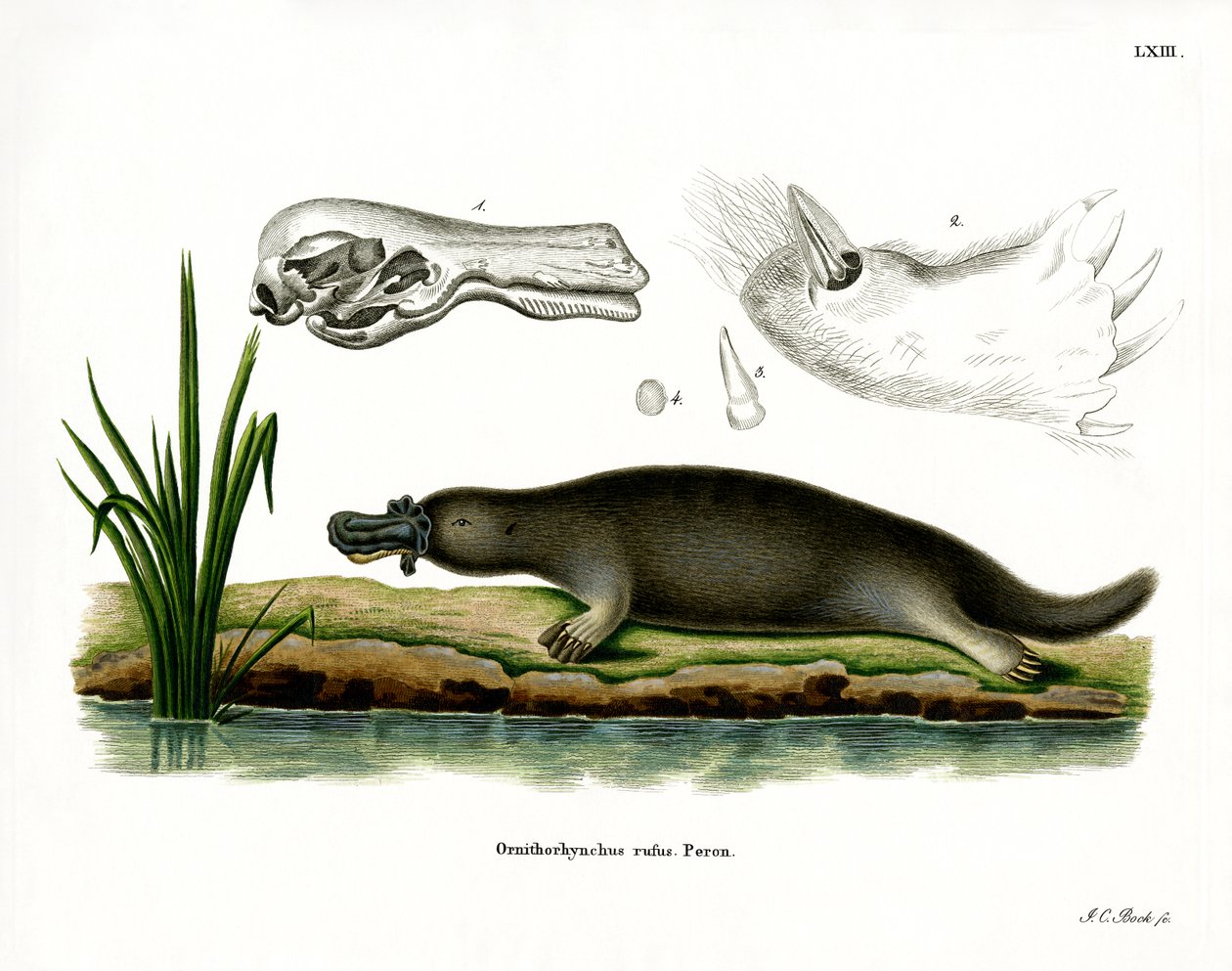 Ornithorynque rouge - German School
