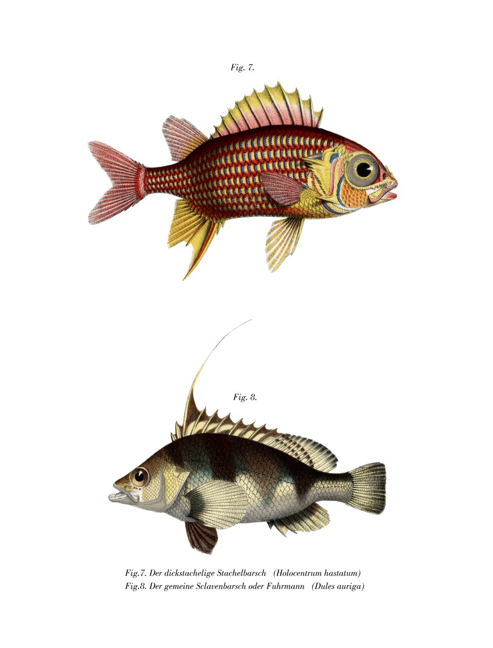 Poisson-soldat rouge - German School