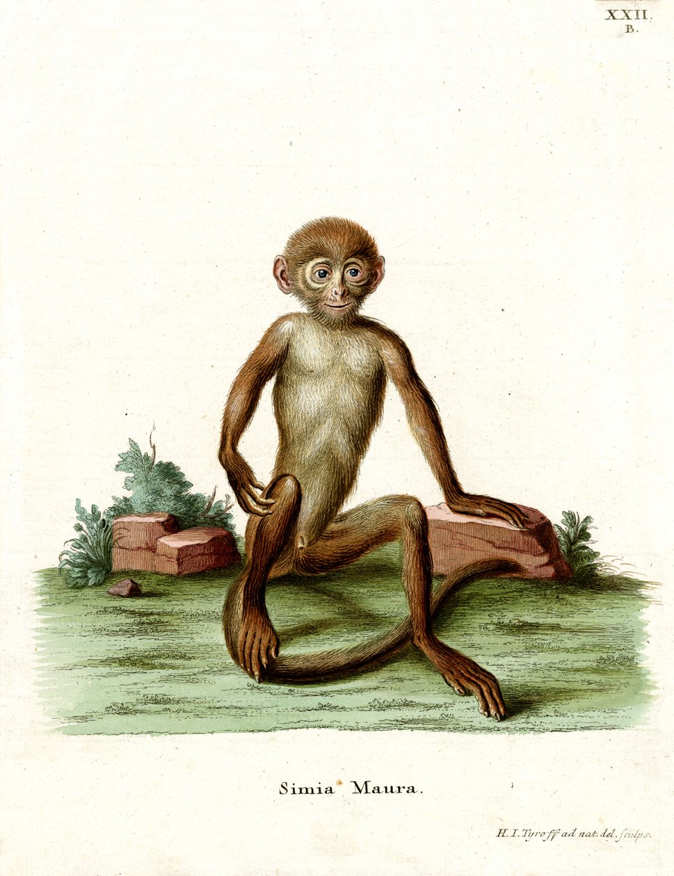 Macaque rhésus - German School