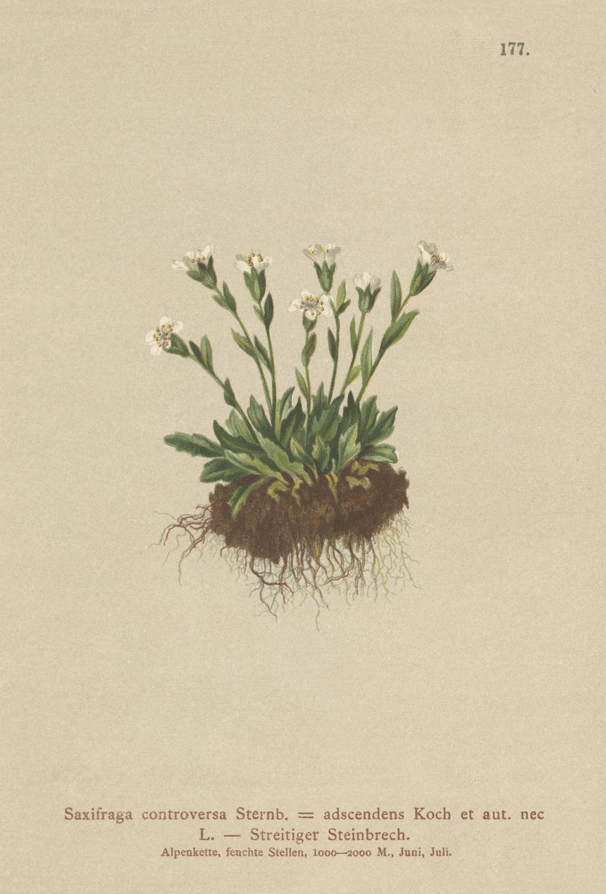 Saxifrage des rochers (Saxifraga controversa, Saxifraga adscendens) - German School