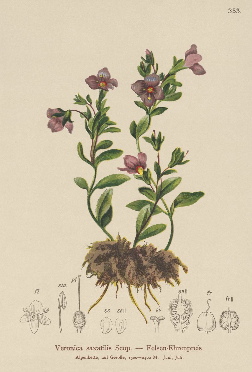 Véronique des rochers (Veronica saxatilis) - German School