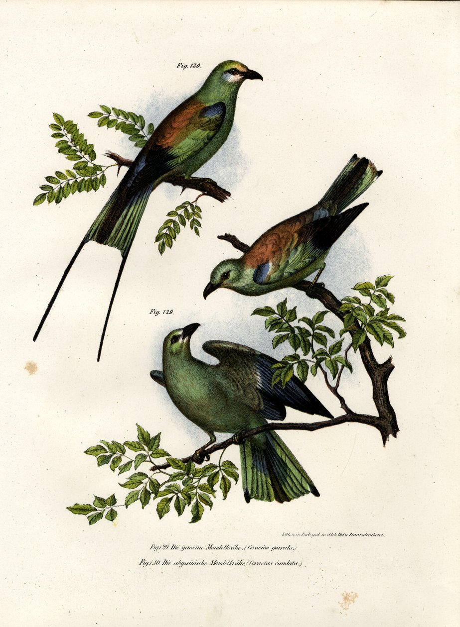 Rollier, 1864 - German School