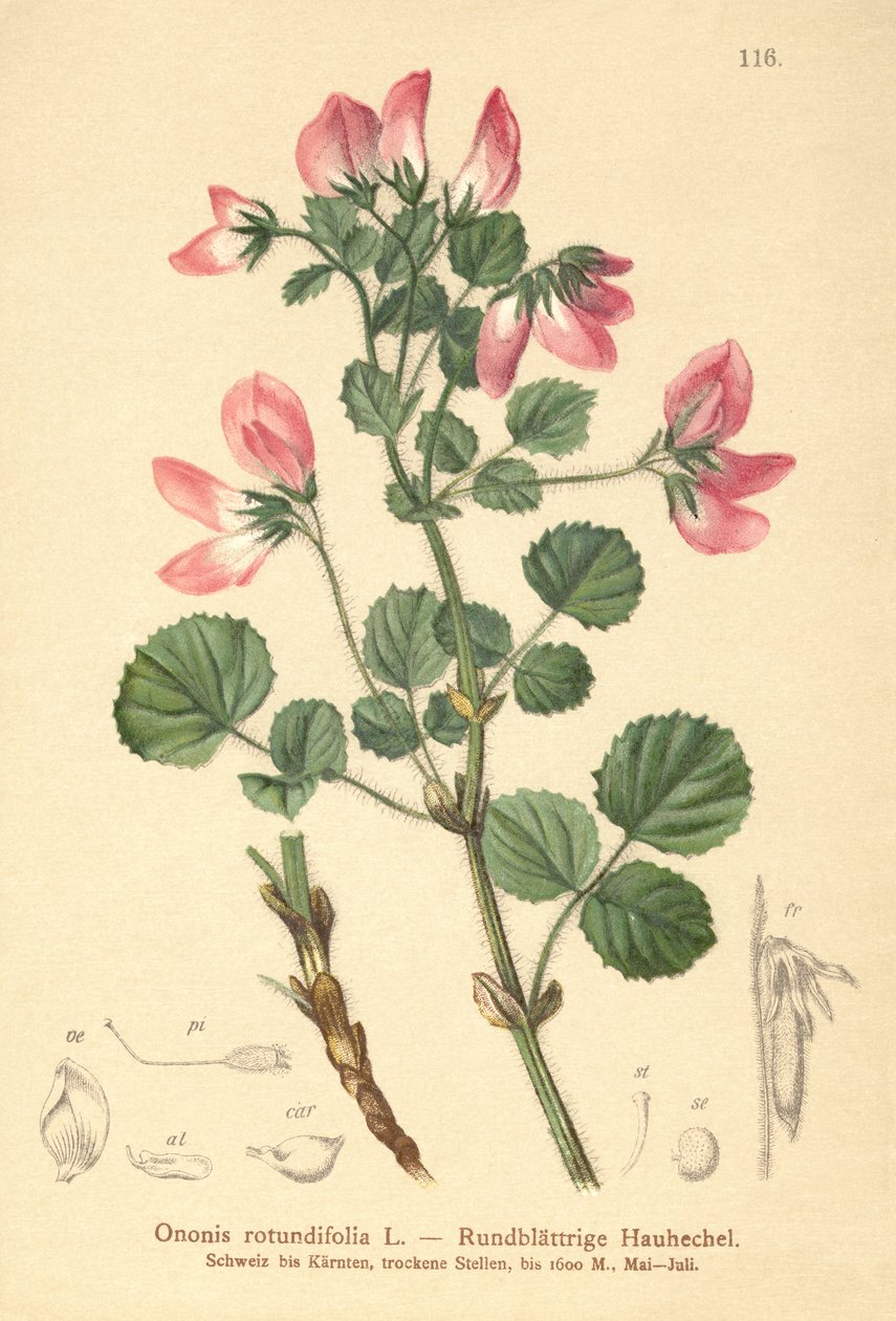 Bugrane à feuilles rondes (Ononis rotundifolia) - German School