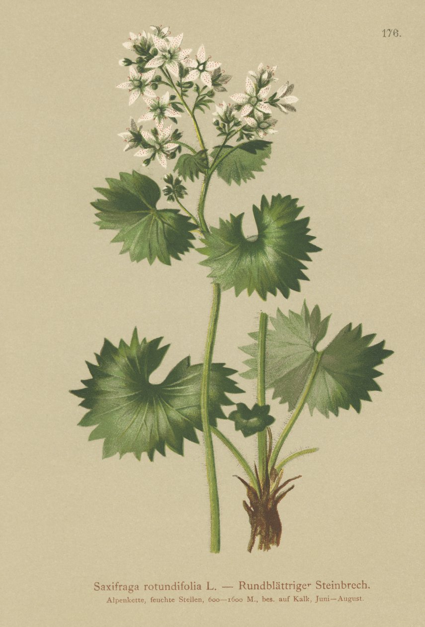 Saxifrage à feuilles rondes (Saxifraga rotundifolia) - German School