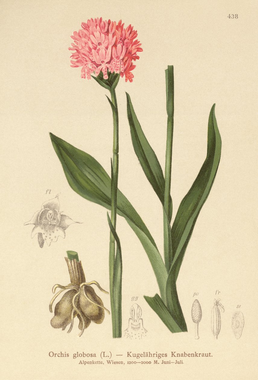 Orchis globuleux (Orchis globosa, Traunsteinera globosa) - German School