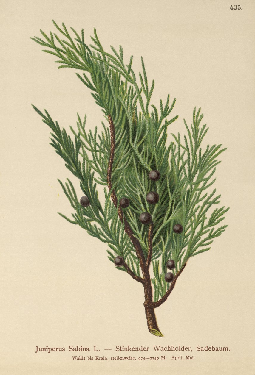 Genévrier sabine (Juniperus Sabina) - German School