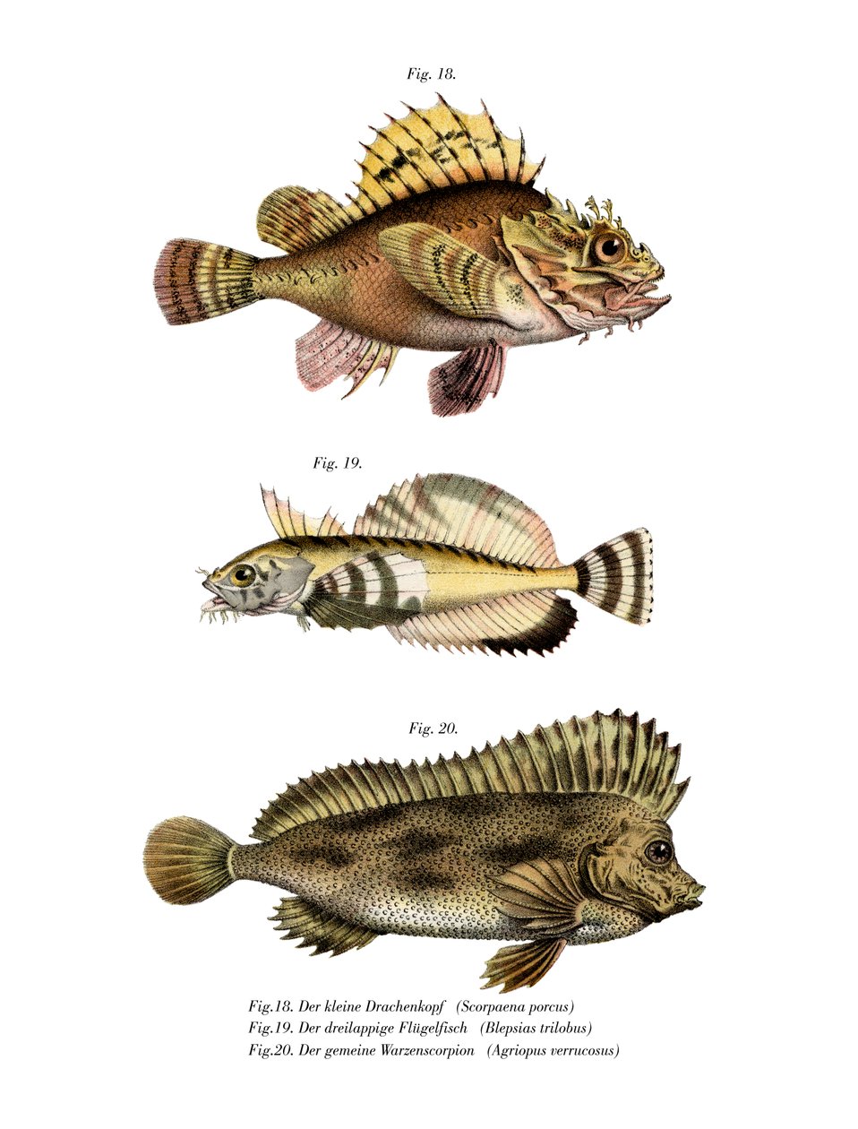 Poisson-scorpion - German School