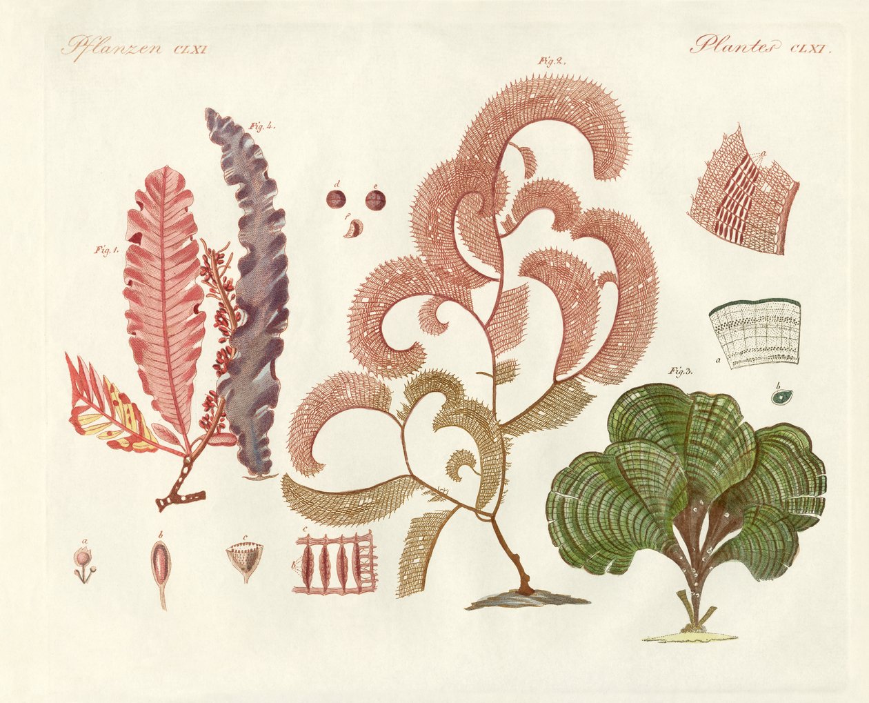Algues, différentes sortes - German School