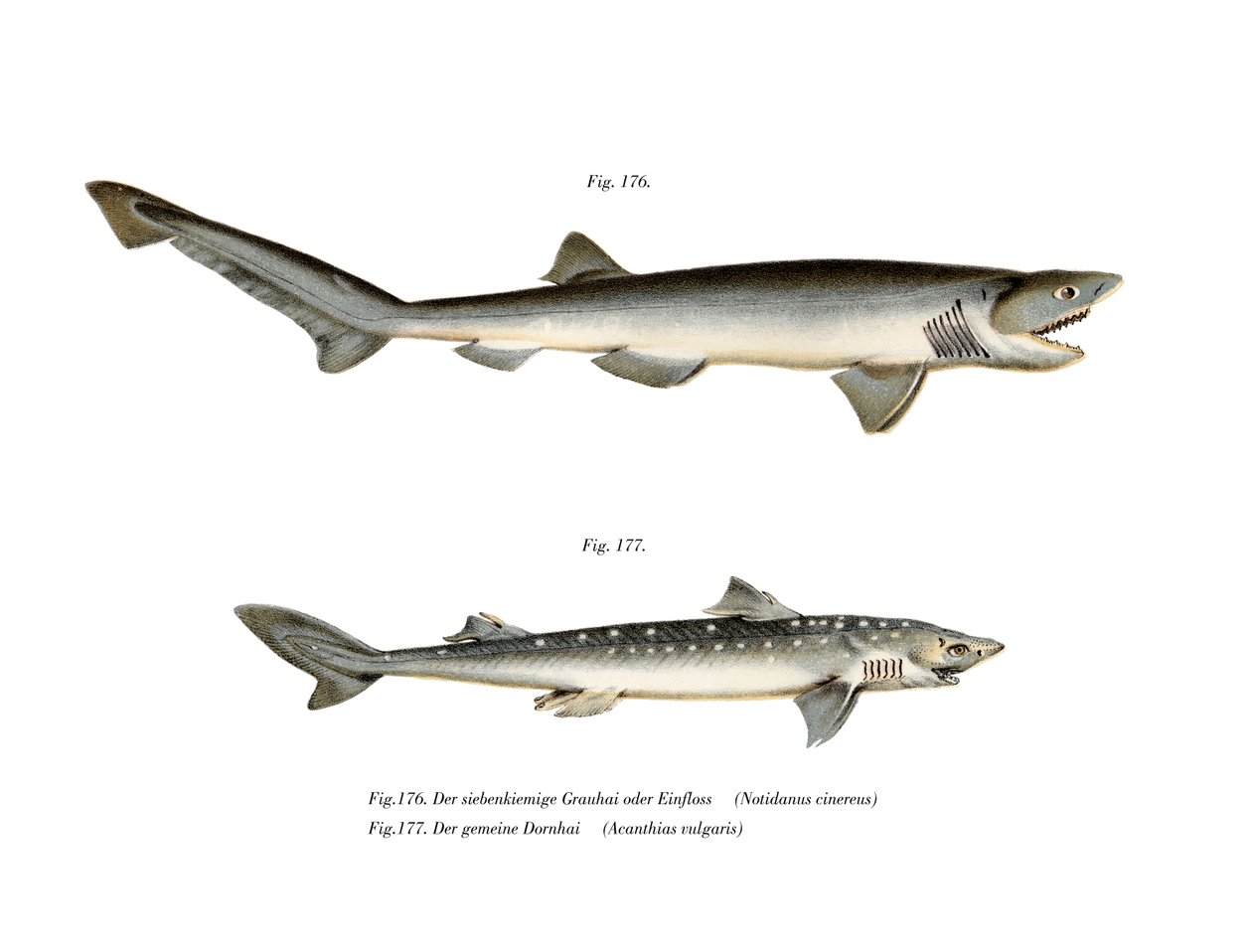 Requin à sept branchies pointu - German School