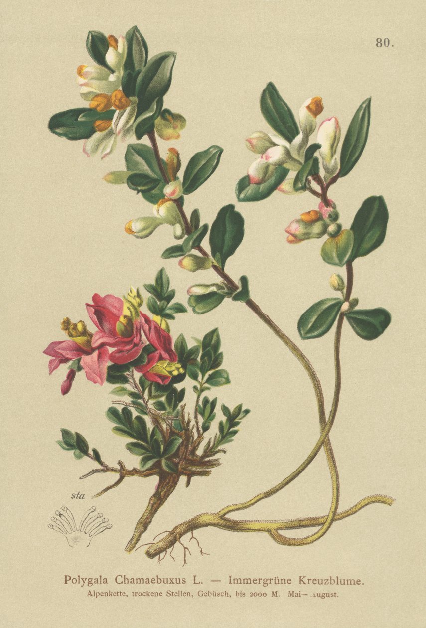 Polygale faux-buis (Polygala Chamaebuxus) - German School