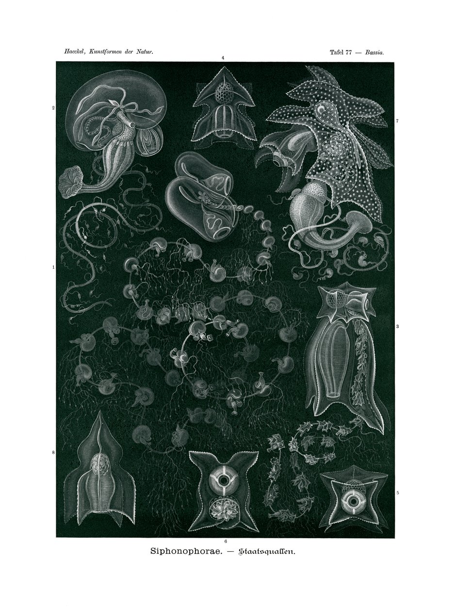 Siphonophorae - German School