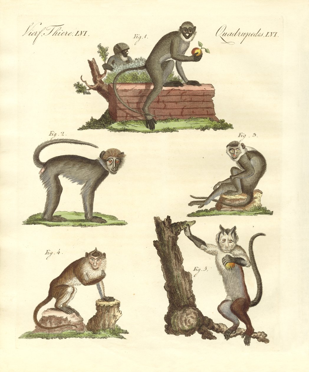 Quelques sortes de singes - German School