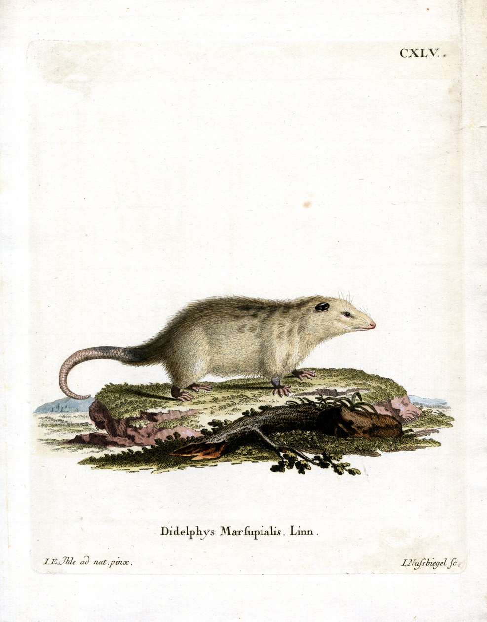 Opossum du Sud - German School