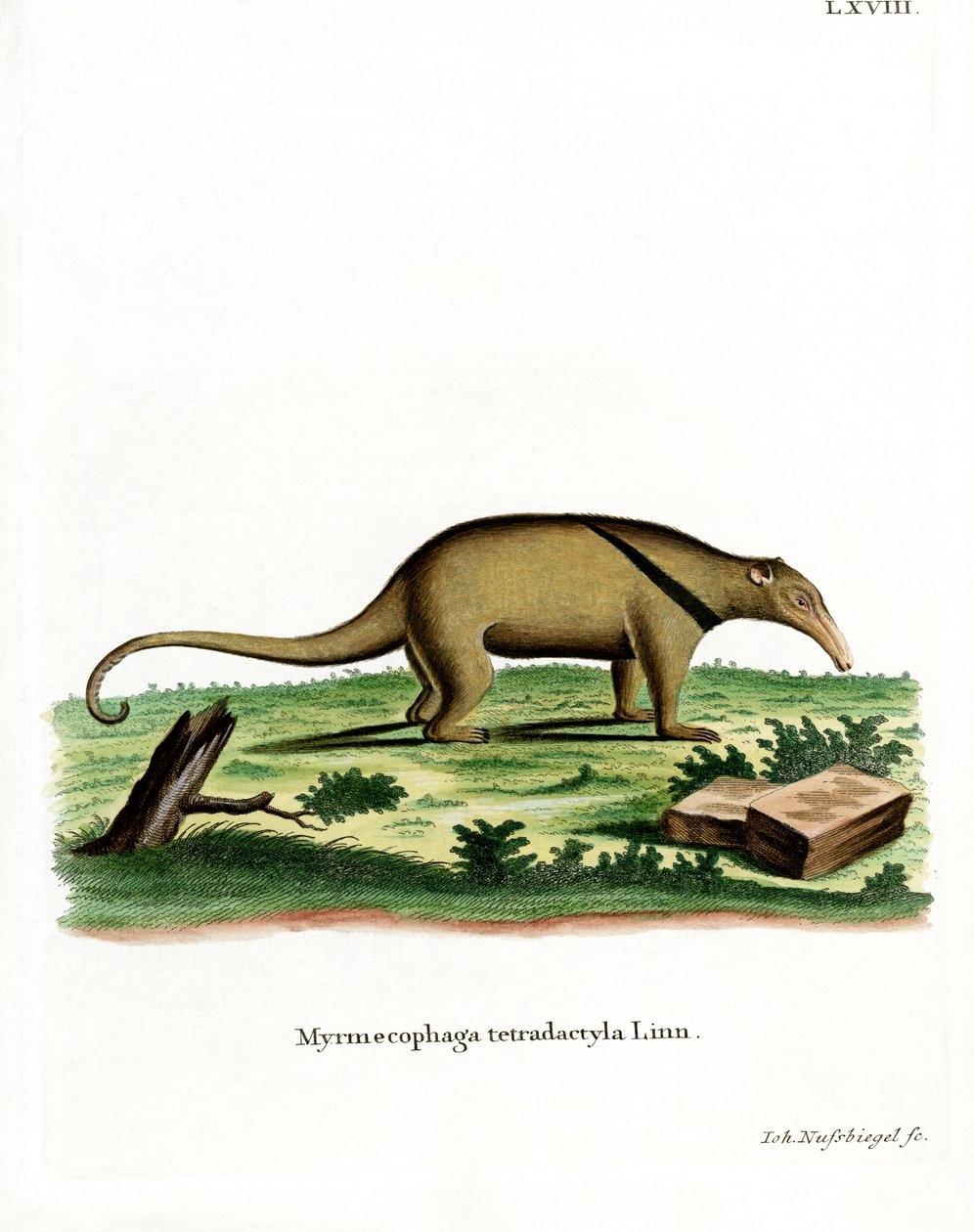 Tamandua du Sud - German School